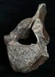 Woolly Rhinoceros Vertebra Bone - Late Pleistocene #3448-2